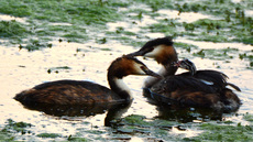 Haubentaucher (7).jpg